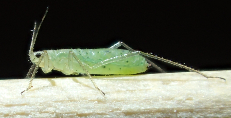 Hemiptera sp preimago?